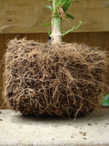healthy-plant-roots-that-promote-higher-yield-225x300.png
