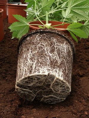 Hydroponic Air Pruning Pots Grow Growing Plant Pot  Big Yields all sizes 