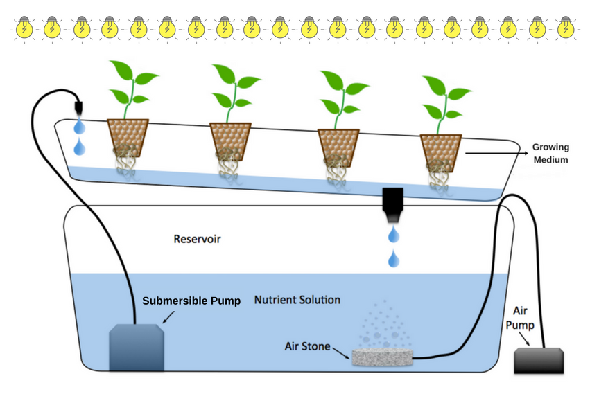 the secrets of how to grow hydroponics with images