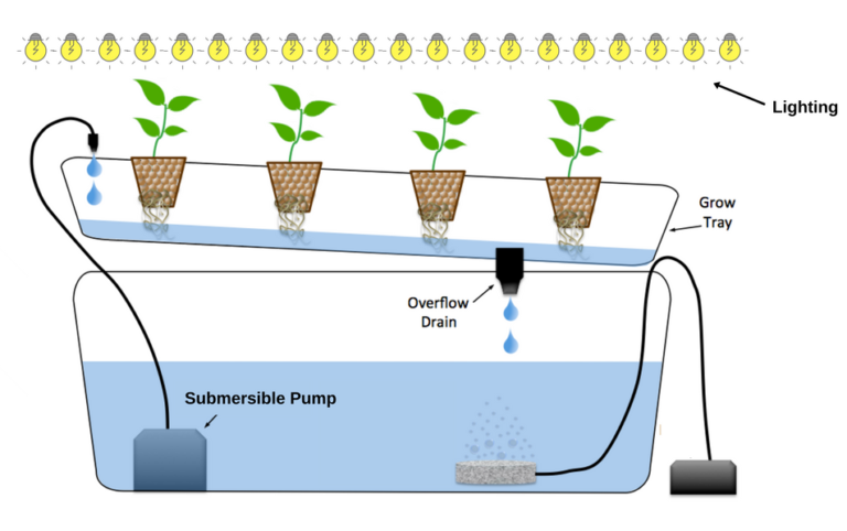 The Secrets of how to grow hydroponics (With Images)