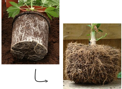 https://springpot.com/wp-content/uploads/2018/05/fabric-pots-improve-root-structure.png