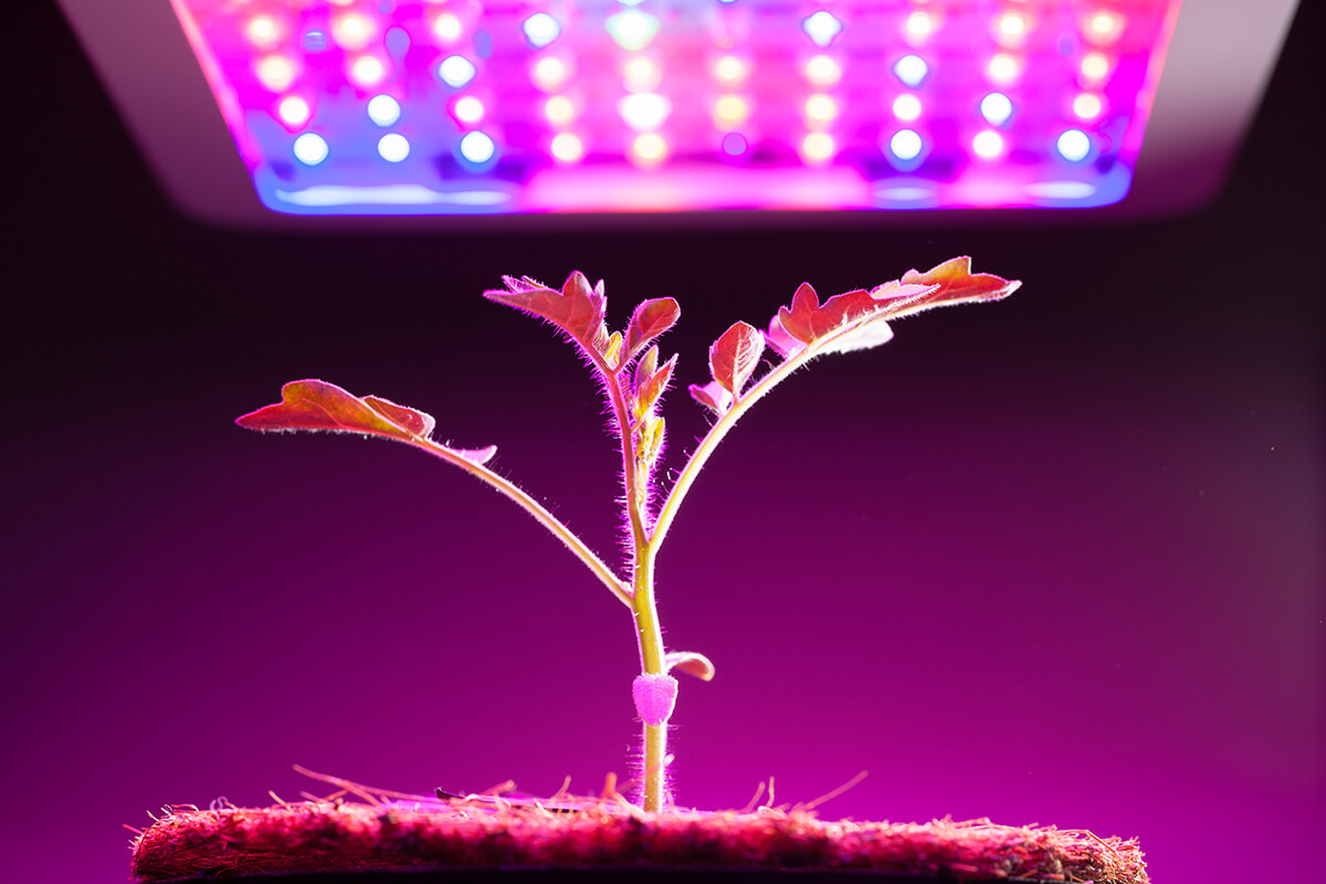 The Best Grow Lights to Combine with Spring Pots for Maximum Yield